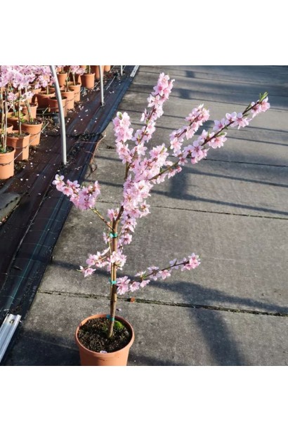 Персик Білий лебідь - квітучий саджанець в контейнері